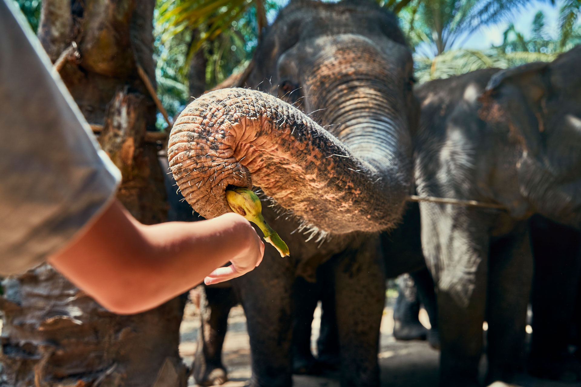 little-boy-feeding-bananas-to-an-asian-elephant-EF44VGG.jpg